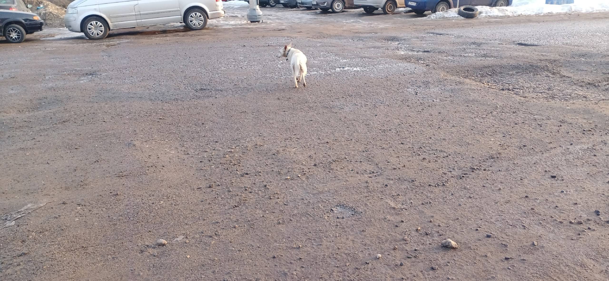 Найден пёс в ошейнике, ул. Шишкова