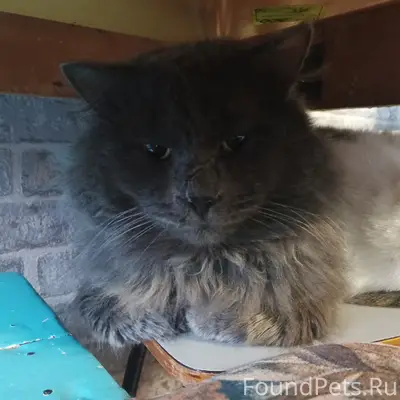 Пропал кот, район речки Юг-Пархоза