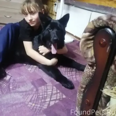 Пропал щенок немецкой овчарки Буран