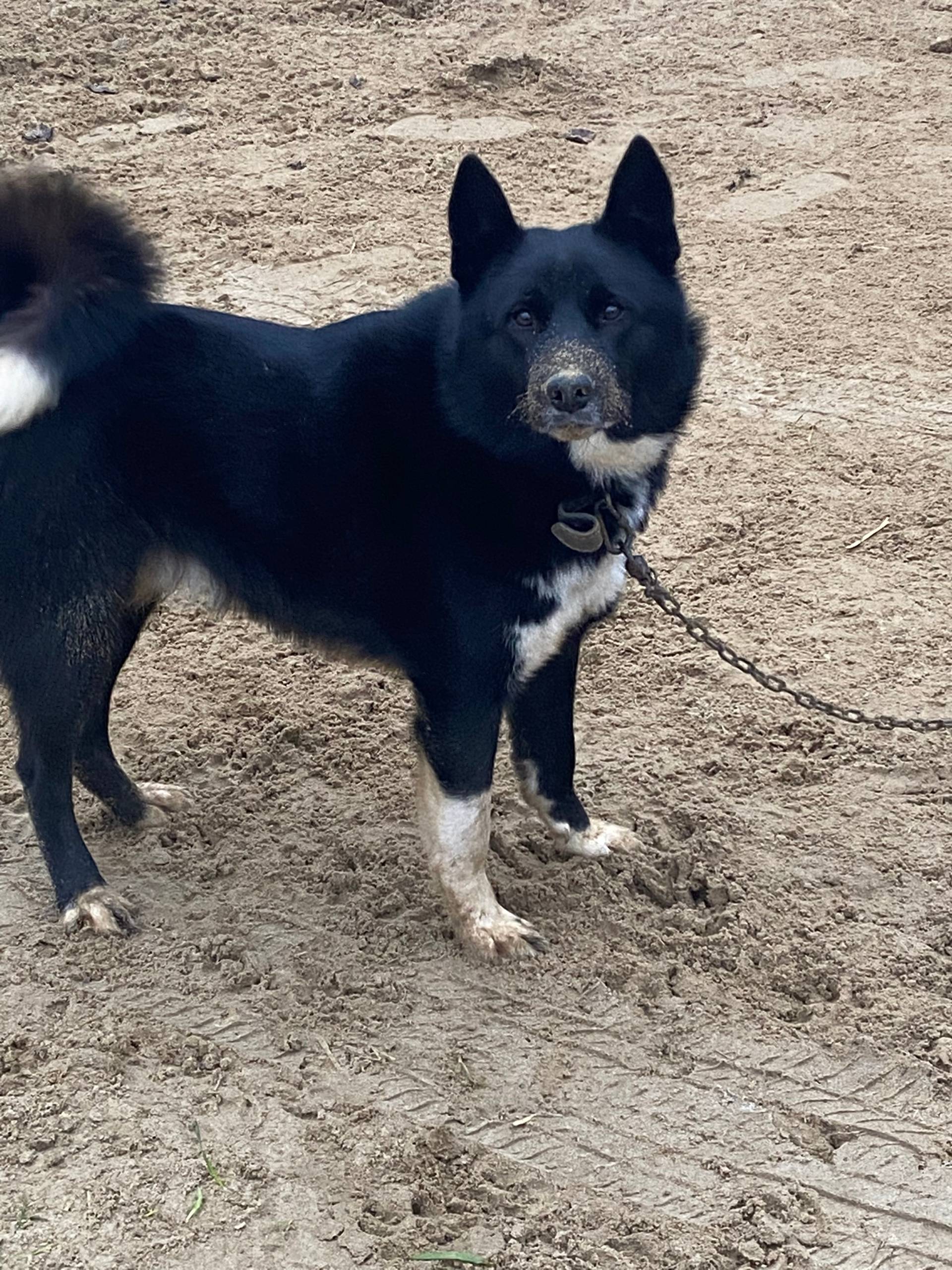 Пропала собака, район бама