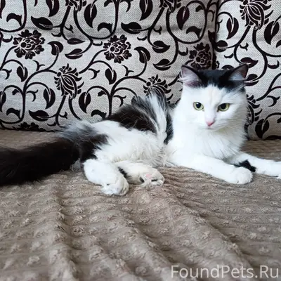 Найдена кошка, за рекой Кострома