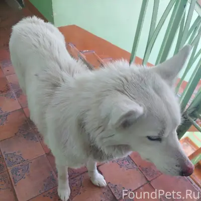 Найден метис Белоснежка, г. Уфа