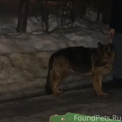 Найден кобель овчарка, деревня Топканово