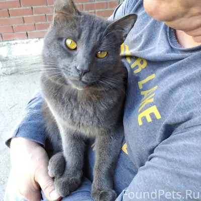 Пропал кот Тиша, 7 квартал, ул. Юбилейная 49 а