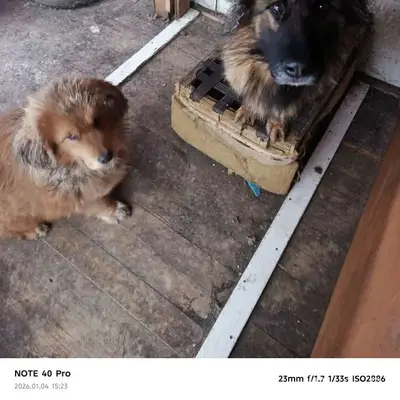 Пропала овчарка, Билимбай