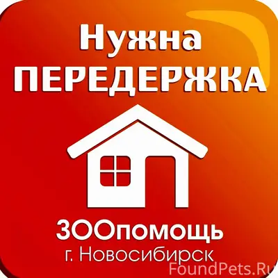 Найдена домашняя кошка, без дома