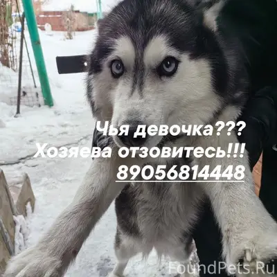 Найдена собака, Елец