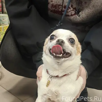 Найден тип собака, ул. 40 лет октября