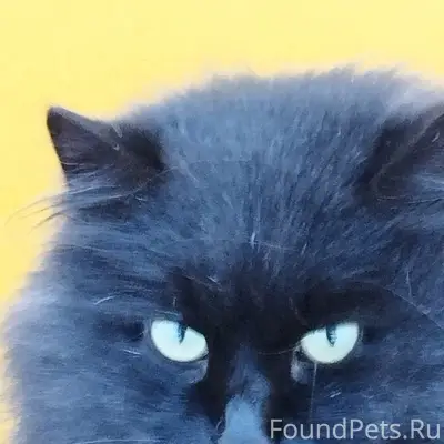 Пропал чёрный кот, Тимошкино