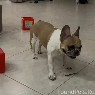 Пропала девочка французский бульдог, улица Раздольная