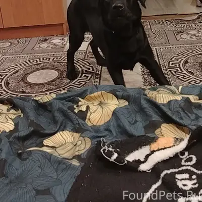 Пропал щенок Лабрадора 