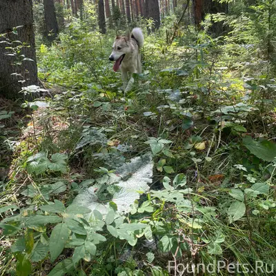Пропал Восточно-Сибирская Лайка Арчи, район аэропорта