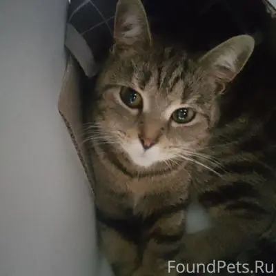 Пропала кошка, Поле Чудес