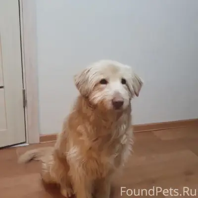 Пропала собака Чапа, Озеры