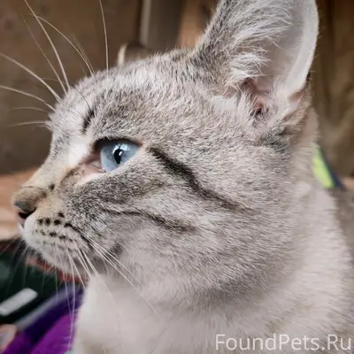 Пропал кот, шрам на носу, Руднянская 50