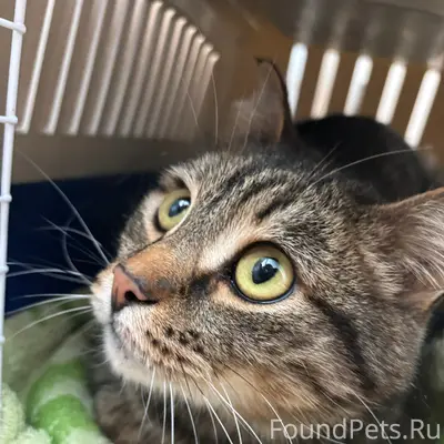 Найден кот, площадь Горького