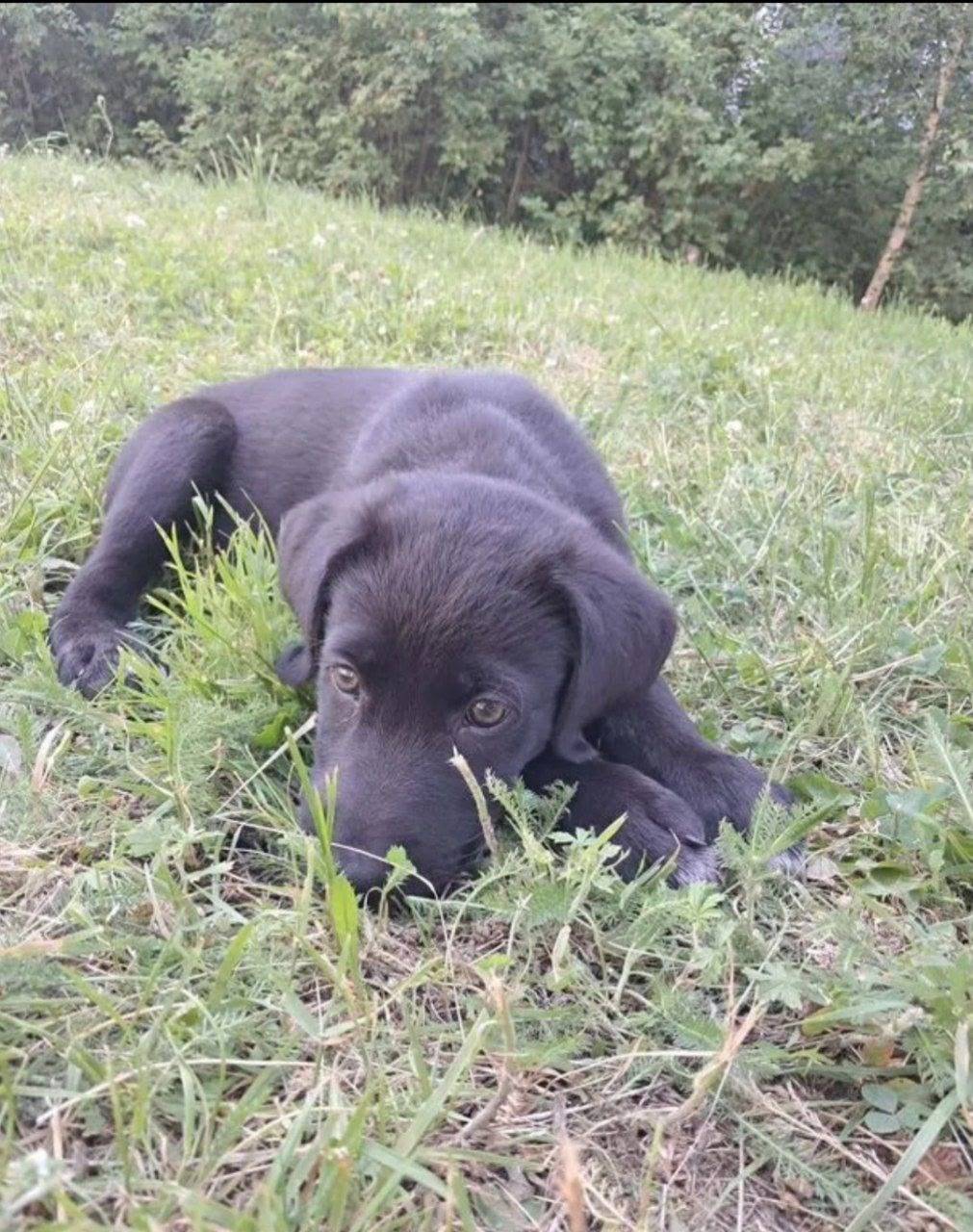 Пропала метис лабрадора Юка