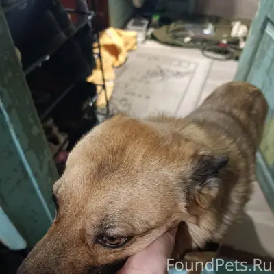 Пропала собака, неизвестно место пропажи