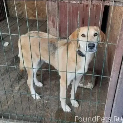 Пропала русская гончая, Бердск