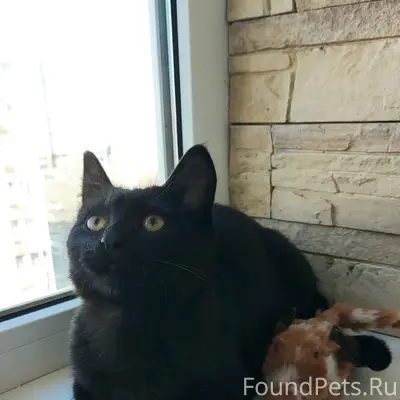 Найден котёнок, Советской район