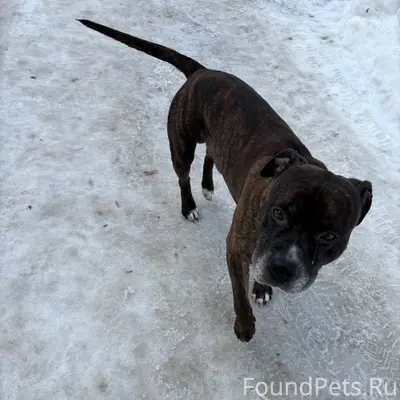 Найден кобель, Афонино