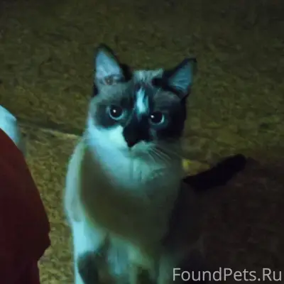 Пропала кошка Соня, Зеленоград