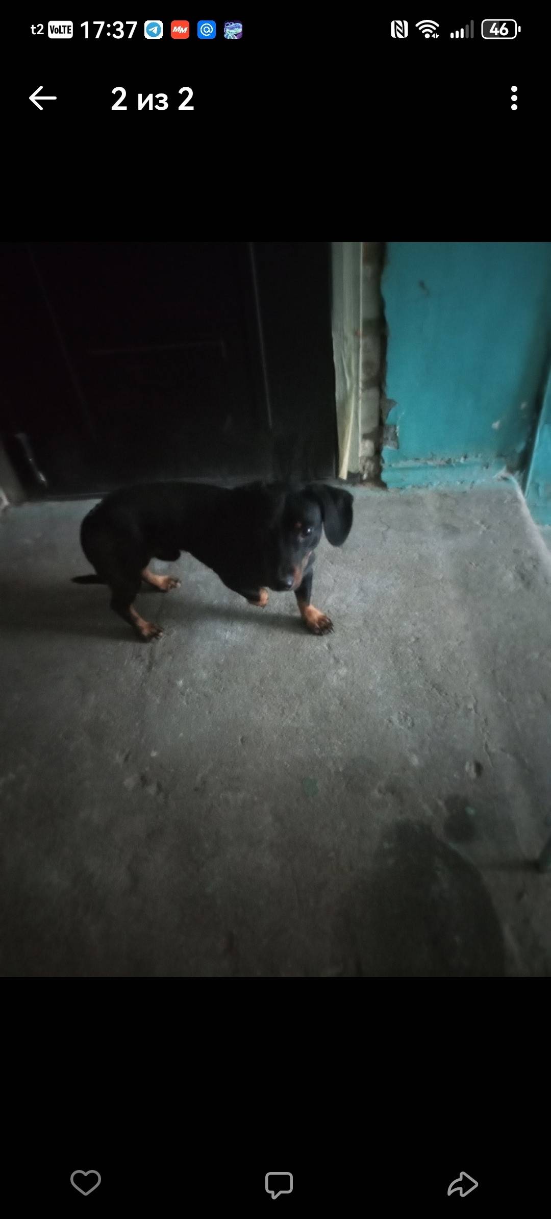 Найден мальчик такса, район Проспекта Труда