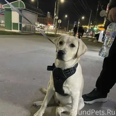 Найден щенок, девочка, Краснодар, улица Московская