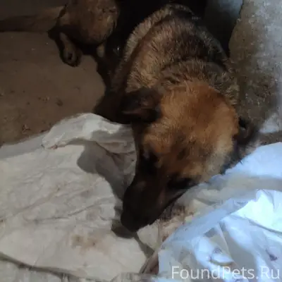 Найденна собака, найдена на пересечении Болховской и Орловского