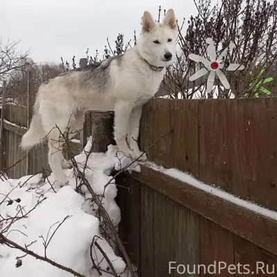 Найден щенок, белый окрас, деревня Калинино