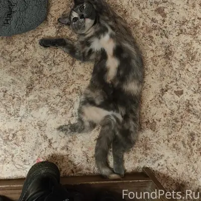 Пропала кошка Айка, ул. Спирина