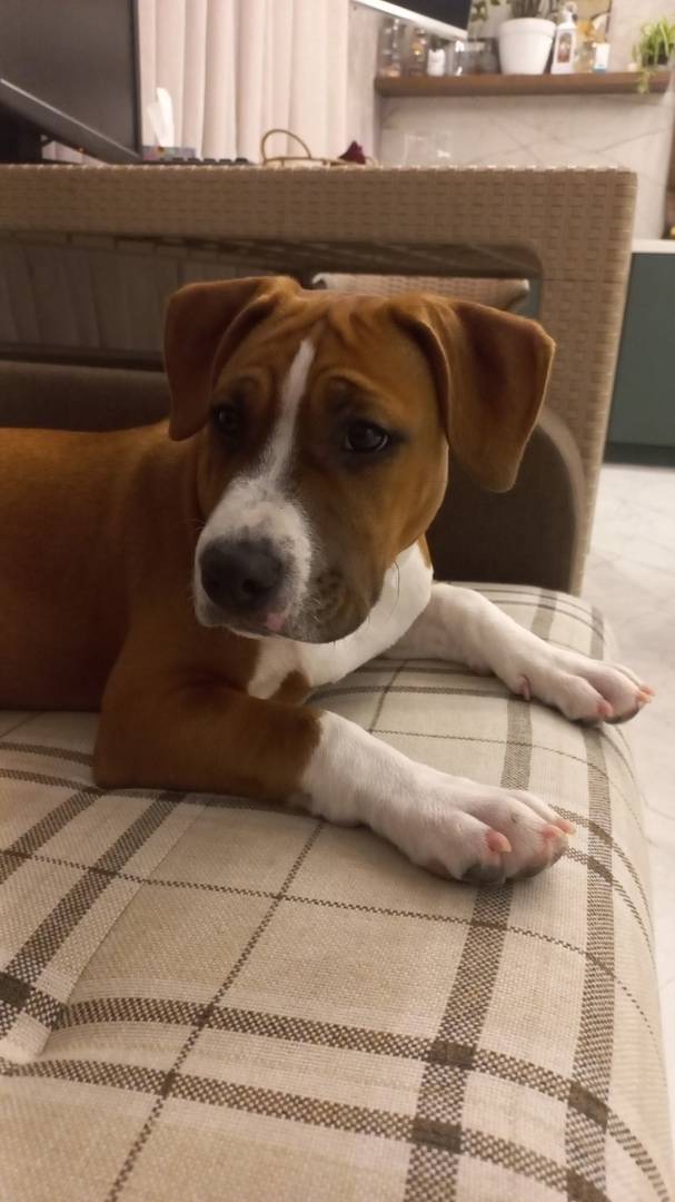 Пропала девочка стаффорд, д. Дугинка