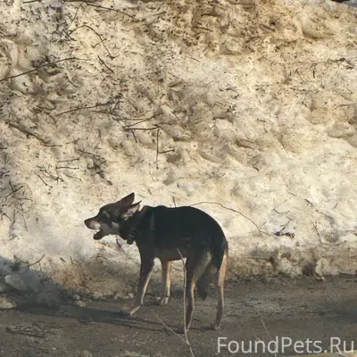 Найден пёс в ошейнике, Добрый