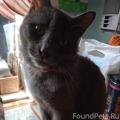 Пропал кот Тишка, Юбилейная 49а