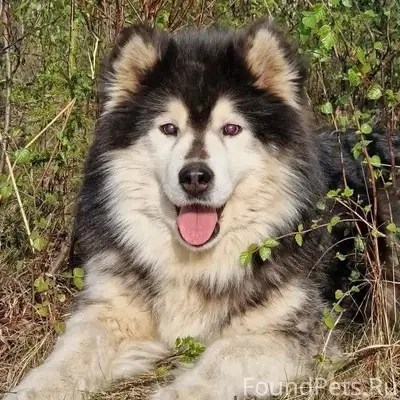 Пропали собаки, село Аксарка