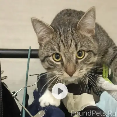 Пропал кот Бусик, Сосногорск