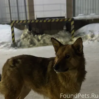 Пропала собака Жуля (Рыжуля), Советский район