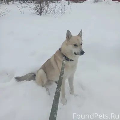 Пропала лайка, Соломбальская набережная