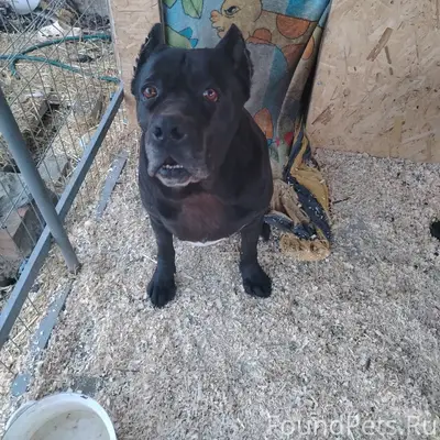 Пропали Кане-корсо, чёрная и серая, Новоалександровский район