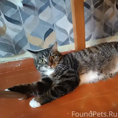 Найдена кошка Джесика, Коряжма