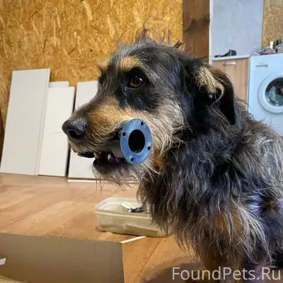 Пропал кобель Леший, Пуховичский район