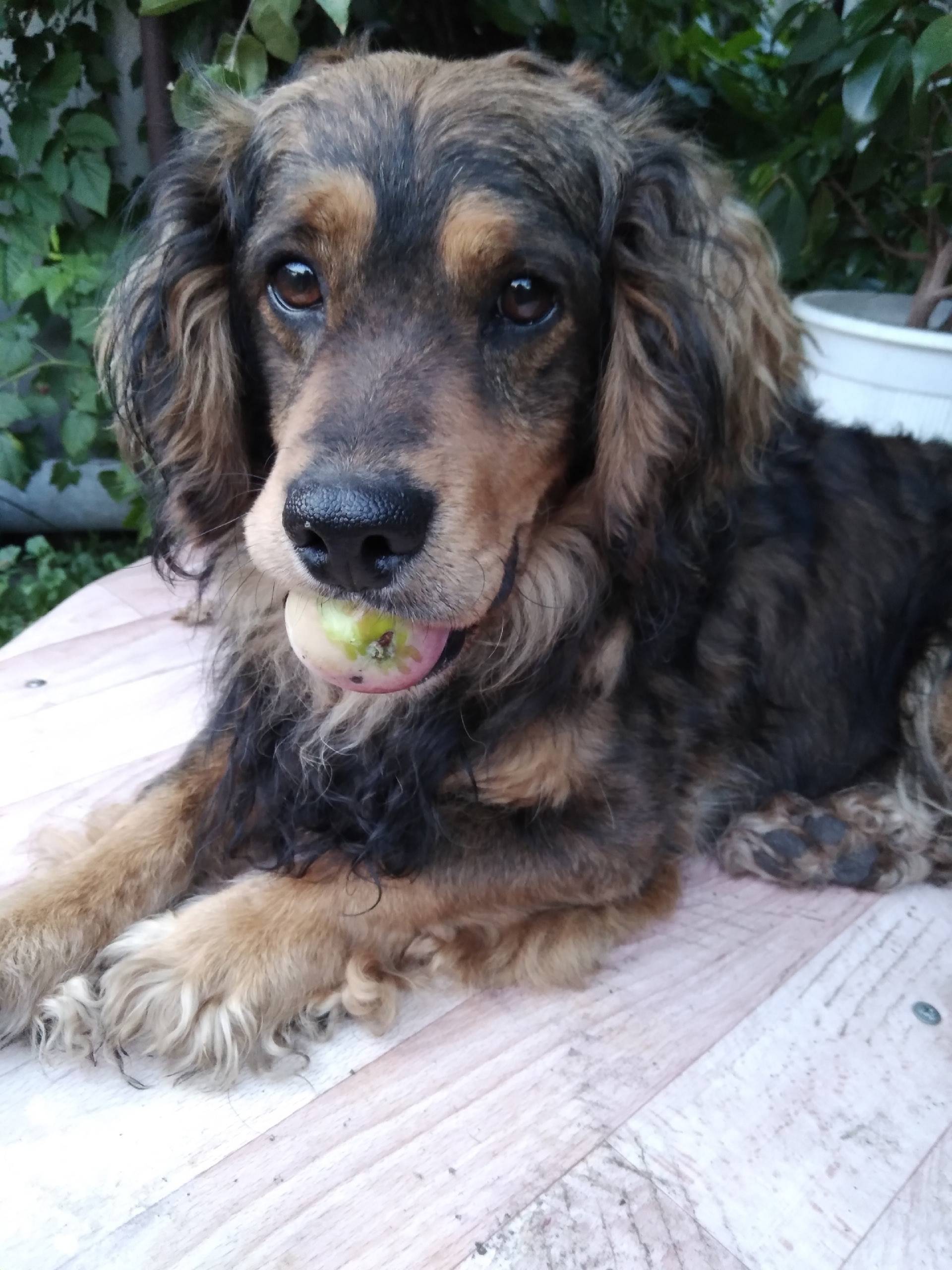 Пропала собака, Магистральный