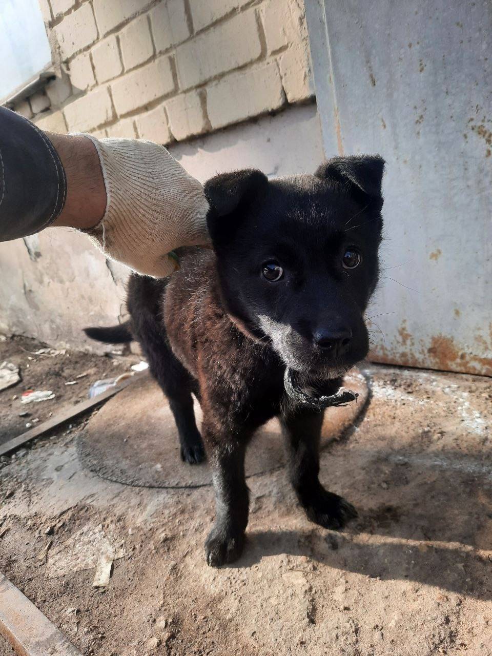 Найден щенок, Волоколамск