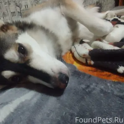 Пропал пёс Честер, был одет кожаный ошейник