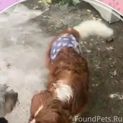 Найден пёс, Мурманск, ул. Старостина