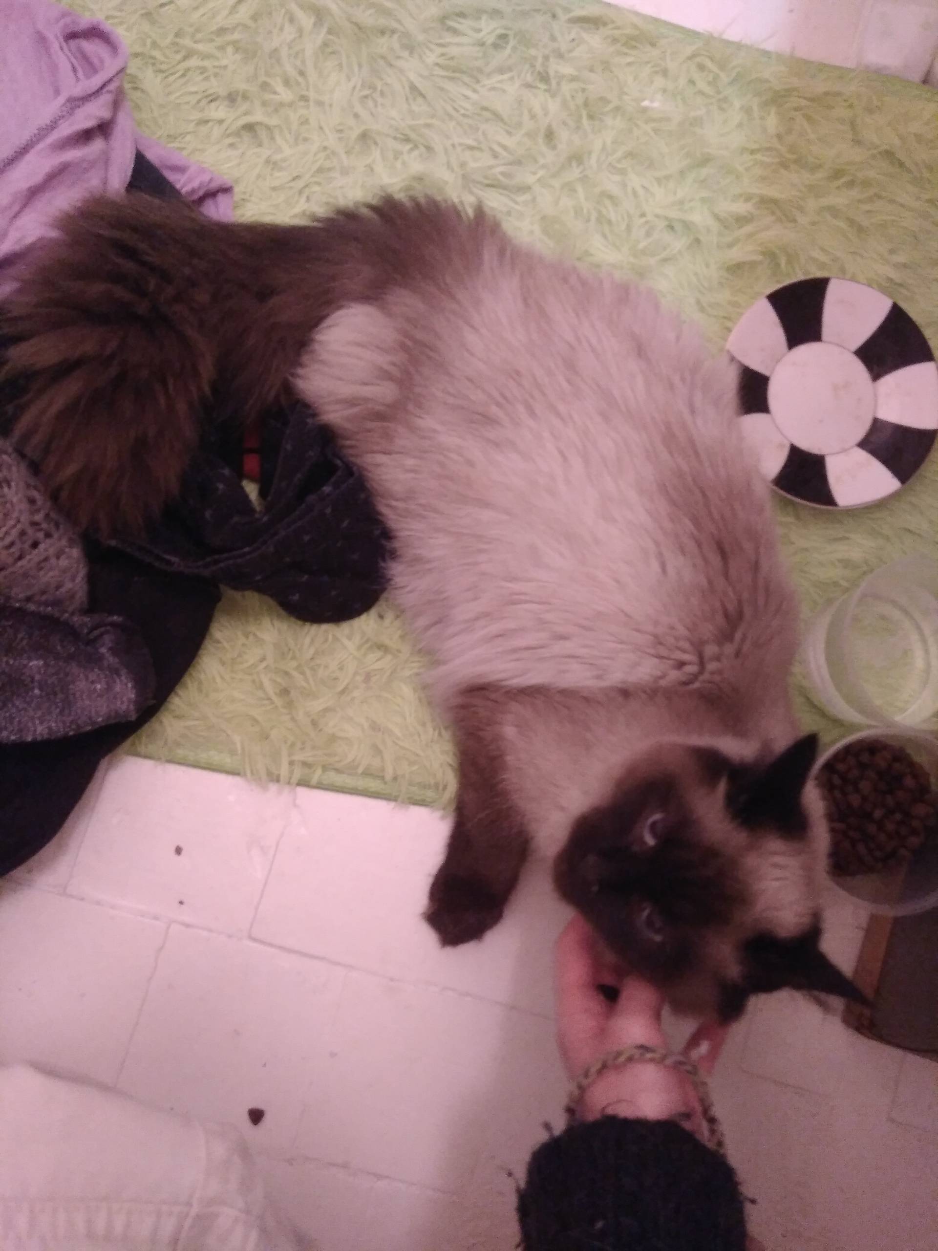 Найдена кошка возле ветклиники Том Вет на Южной