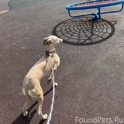 Пропал терьер Патрик, район жд вокзала Сочи