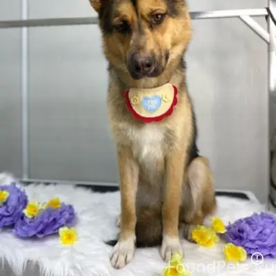 Пропал кобель Рони, СНТ Вега-1