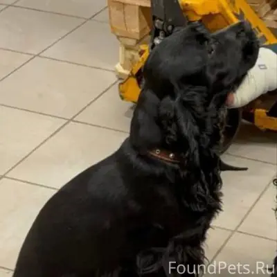 Пропала Кокер спаниель Лекси, район Советской и Чехова