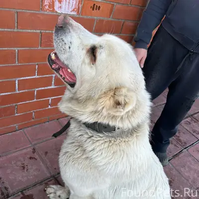 Пропала собака, место не указано